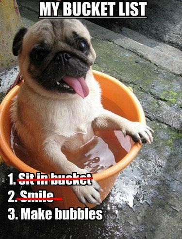 Pug in a bucket with water.