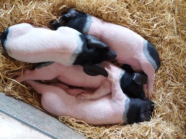 Piglets snuggled together in bed of straw.