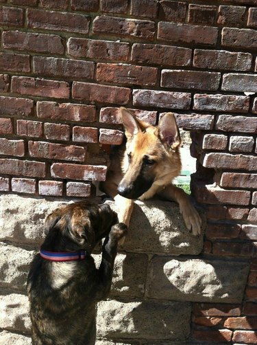 Dog greeting dog through hole in brick wall.