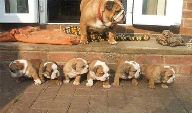 Bulldog with puppies.