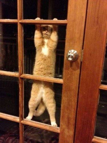 Cat clinging to front door.