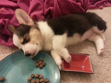 dogs who ate too much
