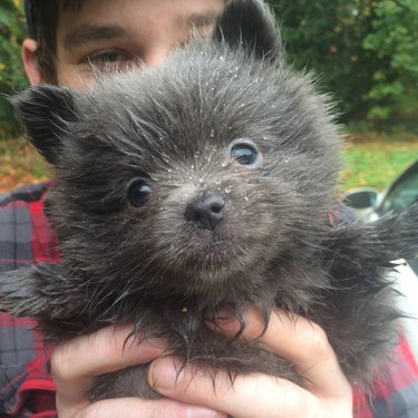 Puppy that looks like a bear