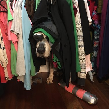Dog hiding in closet underneath t-shirts.
