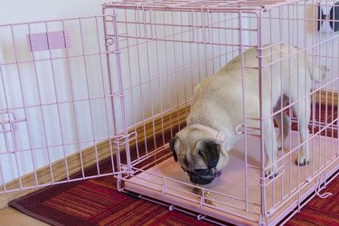 A pug in a pink crate