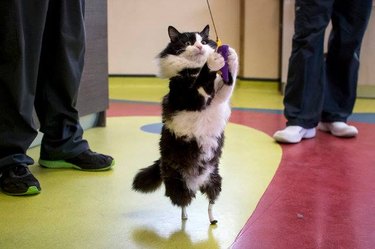 Cat injured in car accident gets replacement bionic paws