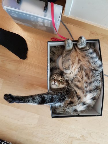 Cat curled up backwards in a shoe box.