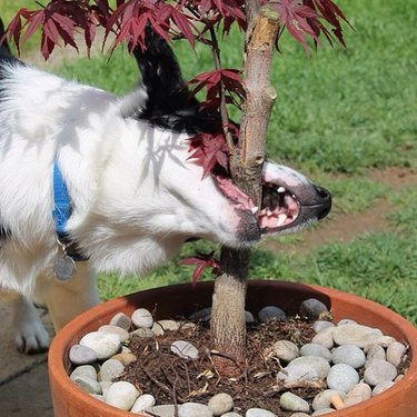 Dog bite down on the trunk of a small potted tree.
