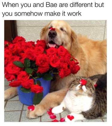 A dog and a cat sitting next to each other with rose petals on their noses. Caption: When you and Bae are different but you somehow make it work anyway