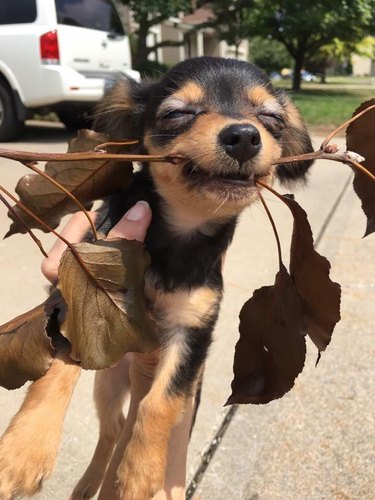 Puppy with stick with brown leaves on it