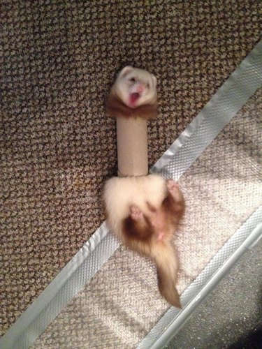 Ferret playing in a tube