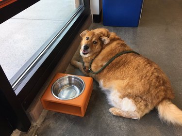 This Obese Golden Retriever Is Getting Back into Shape by Hitting the Gym