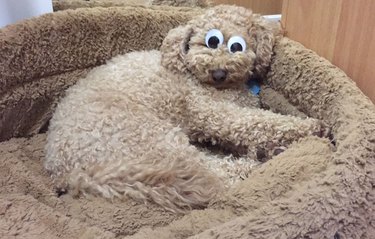 Fluffy brown dog with googly eyes on its head, laying on fluffy brown dog bed.