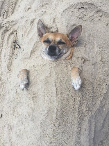 Dog buried in sand