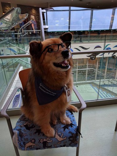 This Therapy Dog Wears Glasses and OMG