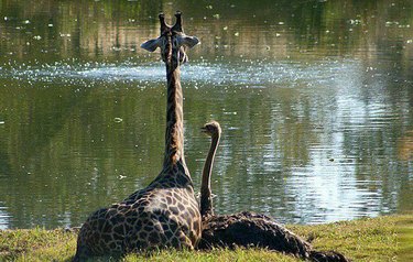 Giraffe and ostrich