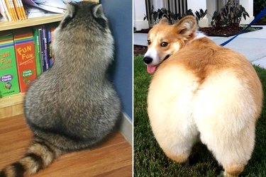 thicc animals with big butts