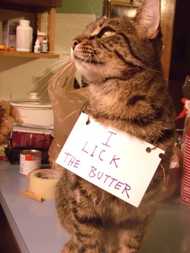 Cat with sign that says "I lick the butter."