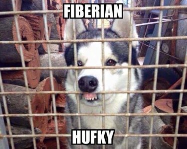 Husky with its upper lip pressed against fence. Caption: Fiberian Hufky