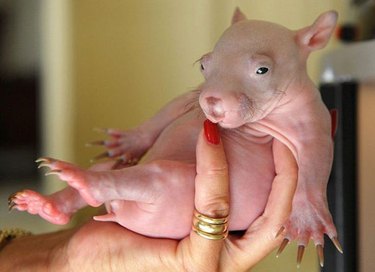 21 Hairless Animals Who Are Totally Confident Naked