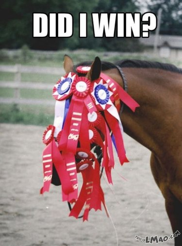 Horse covered in prize ribbons.
