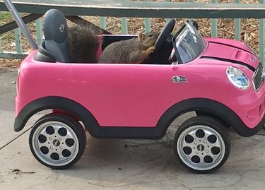 Squirrel in a kid-sized car.