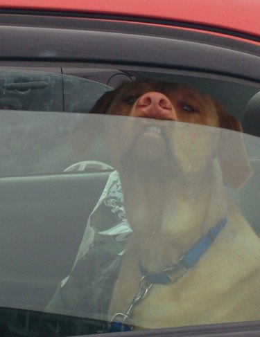 Dog sticks its nose out car window.