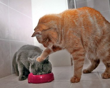 Cat in Food Bowl