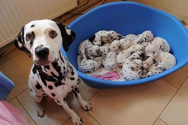 Dalmatian with puppies.