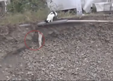This Incredible Cat Saved A Puppy Who Was Stuck In A Ditch