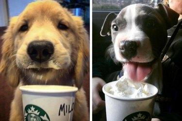 Two dogs licking Starbucks dog menu items from a cup