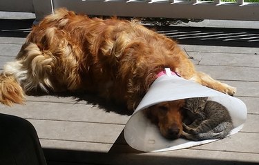 Dog wearing E-collar with kitten curled up inside it