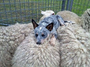Australian shepherd puppy sleeping ono the backs of two sheep.