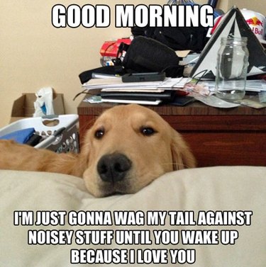 Meme of a dog with text "Good morning, I'm just gonna wag my tail against noisy stuff until you wake up because I love you"