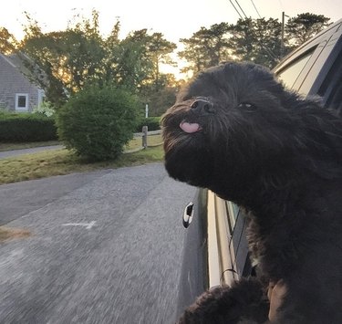 Dog in car window with tongue poking out.