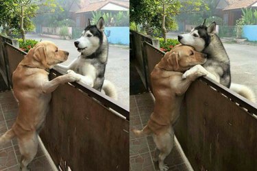 This Lonely Dog Escaped His Yard to Hug Another Dog