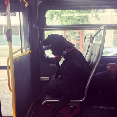 People on Reddit Are Freaking Out About This Dog Who Apparently Rides the Bus Alone to the Dog Park Every Day