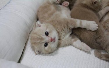 Cute kitten