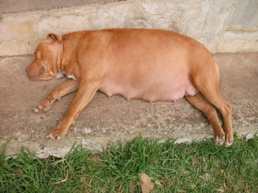 Huge pregnant dog lying on the ground