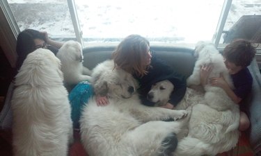 Great Pyrenees dogs on couch with people.