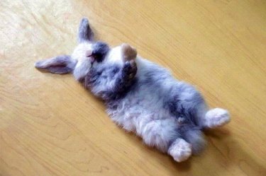 sleepy bunnies are adorable