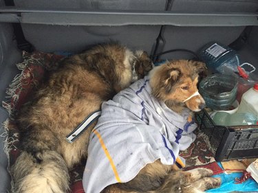 Dog Spends 2 Days Warming Injured Friend On Freezing Train Tracks