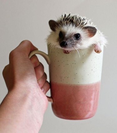 9 Reasons Why Hedgehogs May Just Be the Cutest Animals Ever