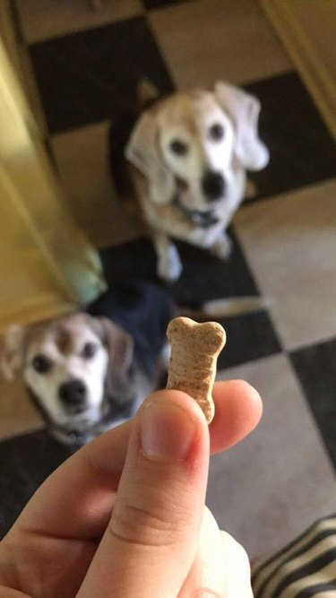 two dogs one treat