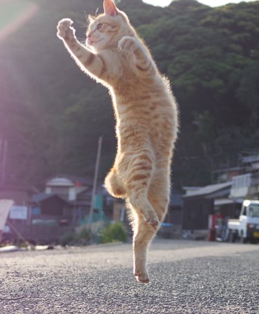 Photog Coaxes Cats Into Silly Kung Fu Poses With One Simple Trick