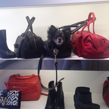Dog in purse
