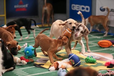 OMG, The Lineups For Puppy Bowl XIV Have Been Revealed!