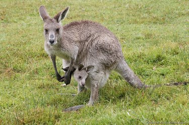 Kangaroo with joey in her pouch.