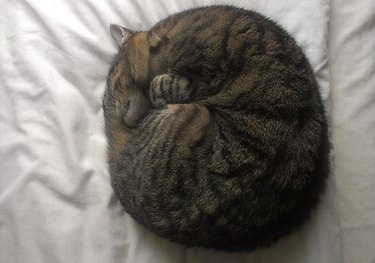 Cat curled in a ball.