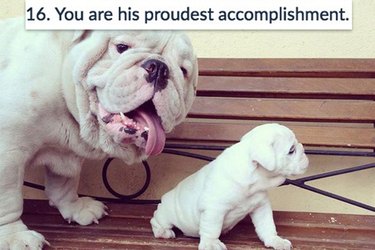 16 dogs to share with your dad